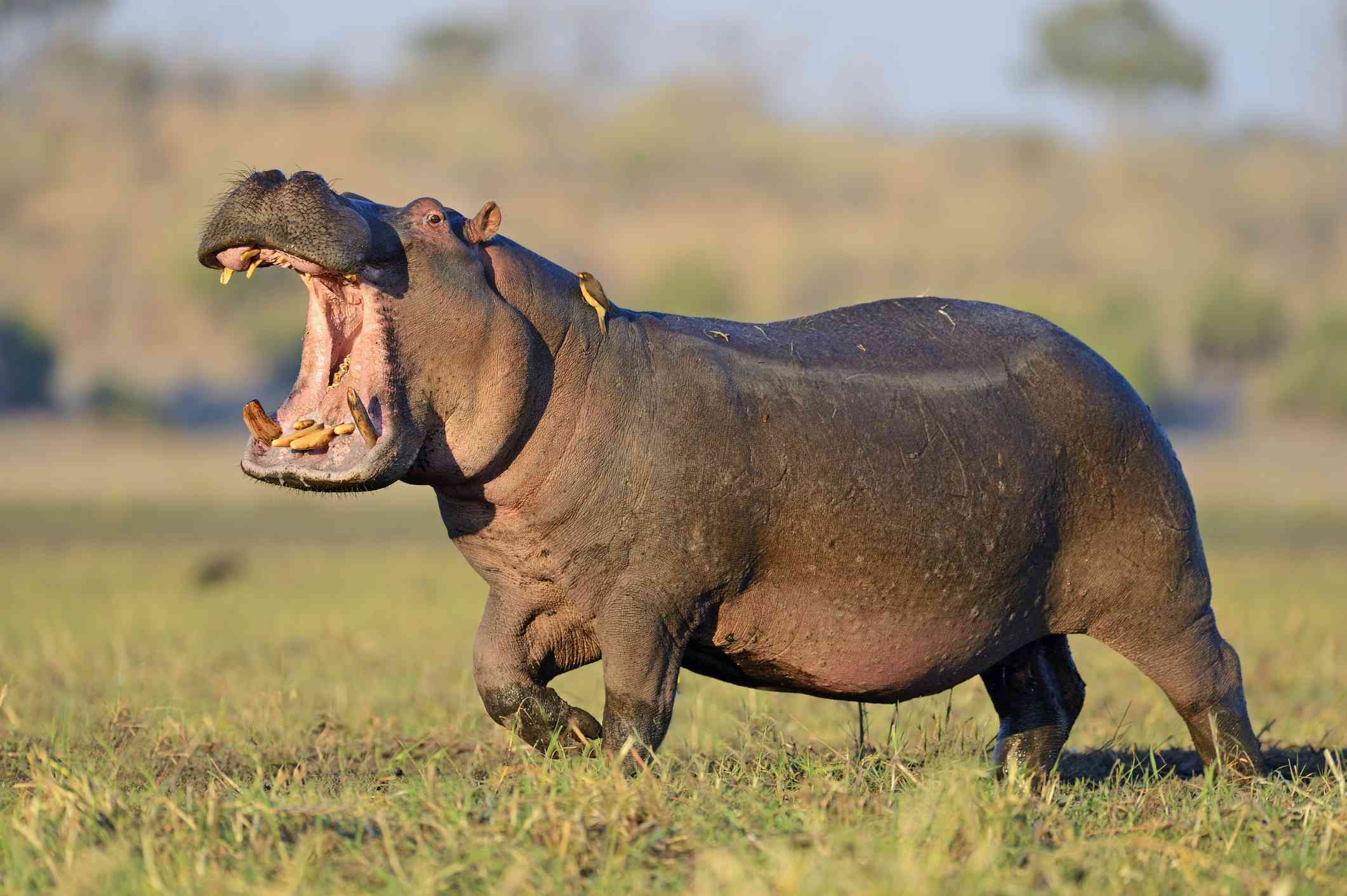 hippo