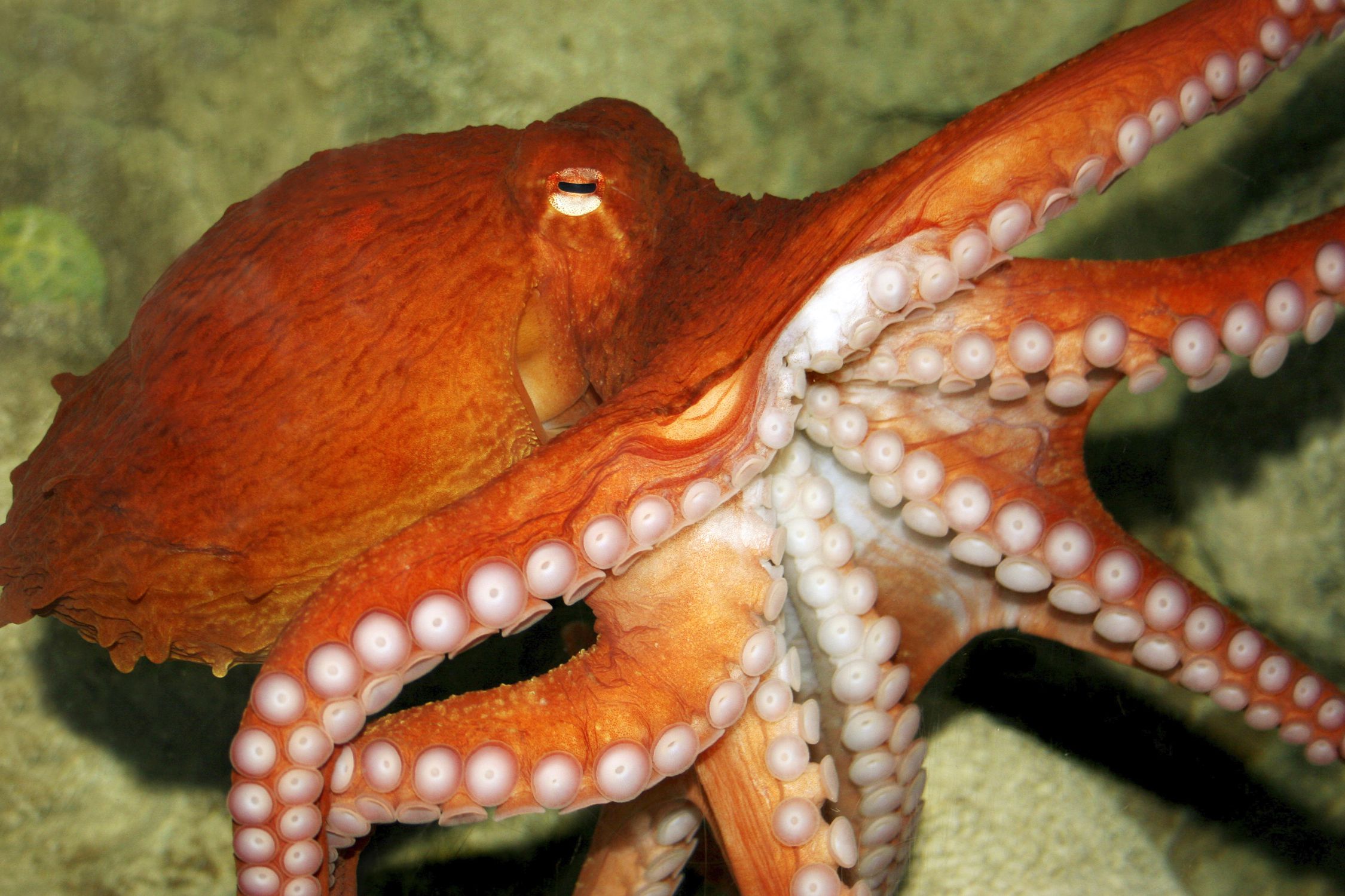 octopus